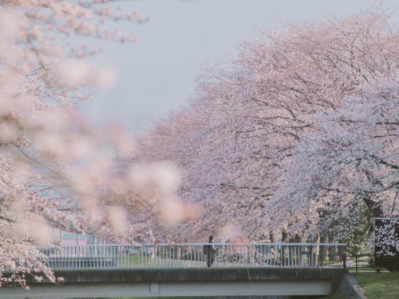 季節限定】「桜こまち」シリーズ発売 | おしらせ | 印傳屋 | INDEN-YA